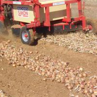 Оборудование для уборки лука Simon TO / AAO / CHO